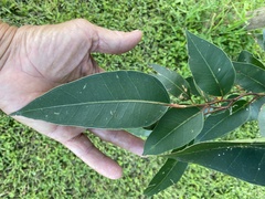 Eucalyptus robusta