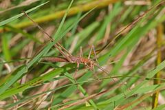Zaprochilus australis