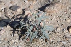 Palafoxia arida arida