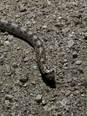 Phyllorhynchus decurtatus