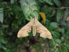 Marumba amboinicus