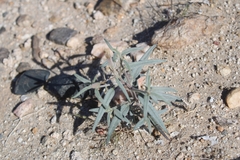 Palafoxia arida arida