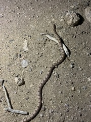 Phyllorhynchus decurtatus