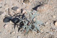 Palafoxia arida arida