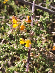 Aspalathus divaricata