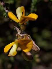 Aspalathus divaricata