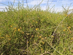 Aspalathus divaricata