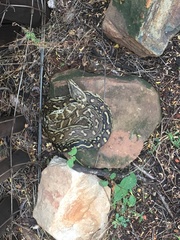 Python natalensis