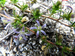 Wahlenbergia subulata