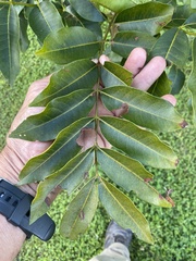 Flindersia australis