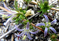 Wahlenbergia subulata