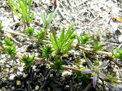 Wahlenbergia subulata