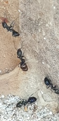 Ochetellus glaber