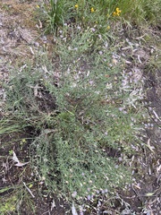 Vittadinia
