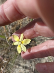 Moraea