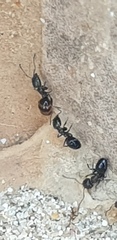 Ochetellus glaber