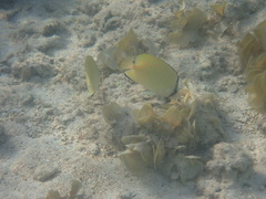 Chaetodon citrinellus