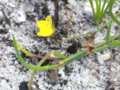 Crotalaria rotundifolia