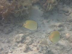 Chaetodon citrinellus