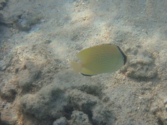 Chaetodon citrinellus