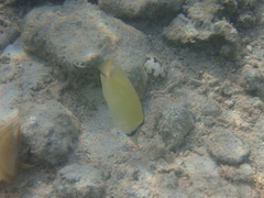 Chaetodon citrinellus