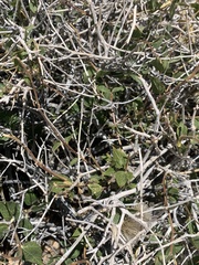 Brickellia atractyloides