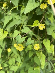 Merremia hederacea