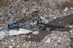 Argia lacrimans
