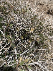 Brickellia atractyloides