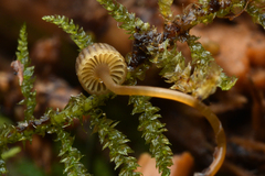 Mycena picta