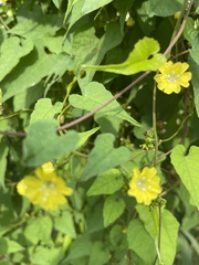 Merremia hederacea