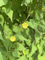 Merremia hederacea