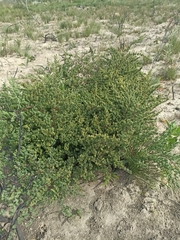 Asparagus rubicundus