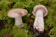 Lactarius pallescens