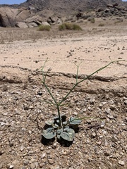 Eriogonum deflexum