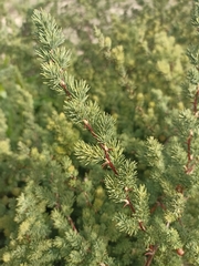 Asparagus rubicundus