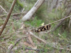 Philobota impletella