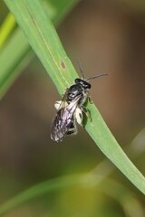 Chilalictus