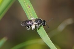 Chilalictus