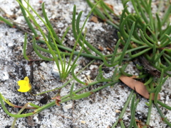 Crotalaria rotundifolia