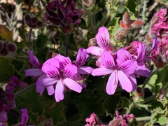 Pelargonium cucullatum