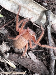Neosparassus diana