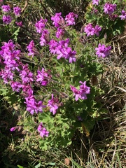 Pelargonium cucullatum