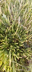 Salicornia