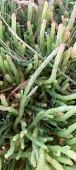 Salicornia