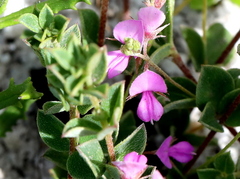 Indigofera sarmentosa