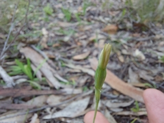 Thelymitra albiflora