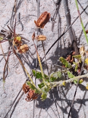 Hermannia scordifolia