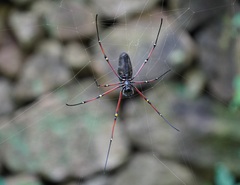 Nephila kuhli