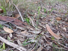 Thelymitra albiflora